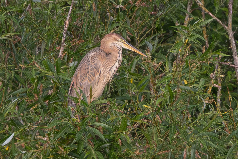 Purple Heron