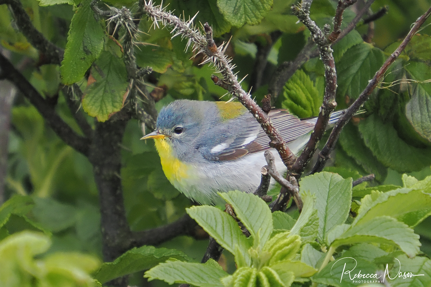 Northern Parula