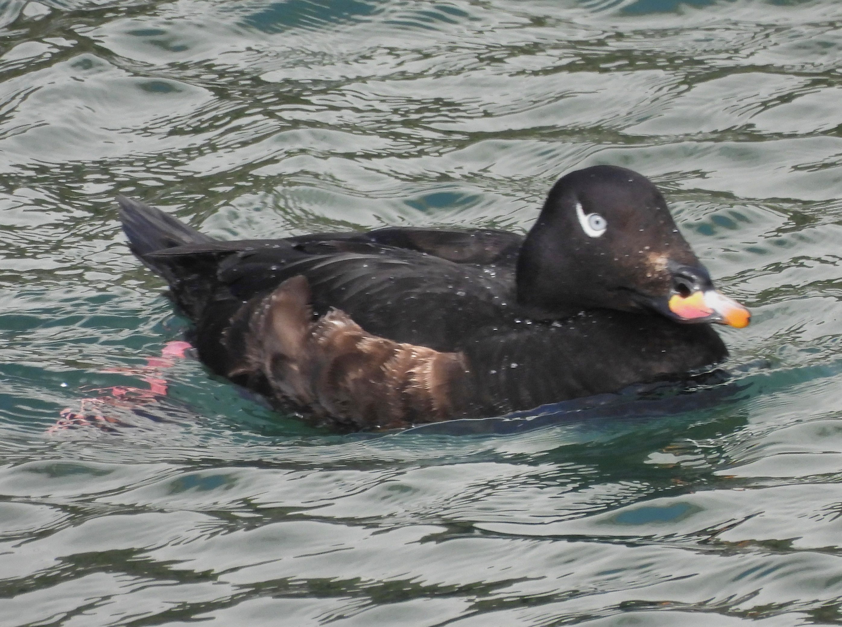 White-winged Scoter