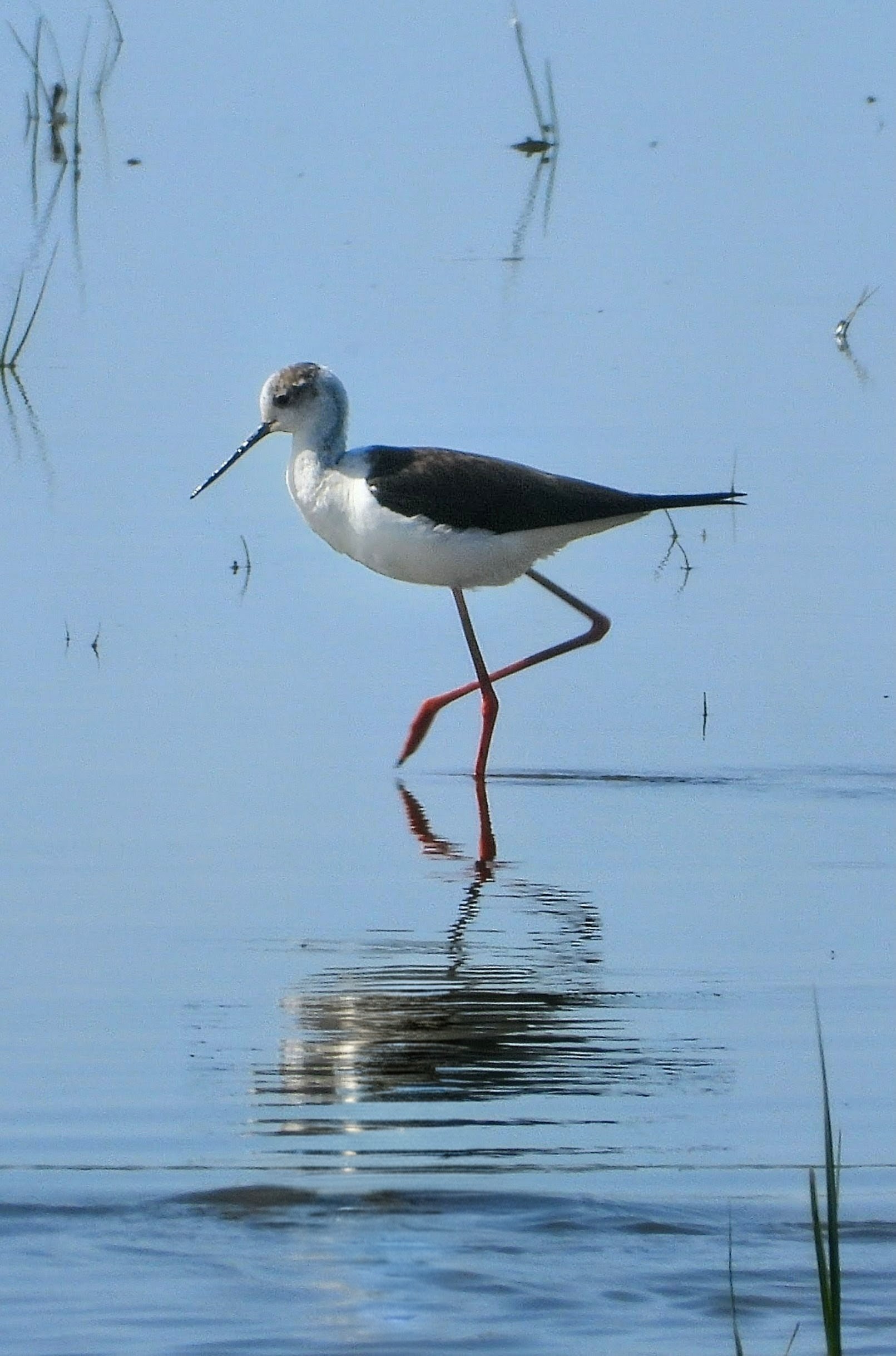 Black-winged Stilt