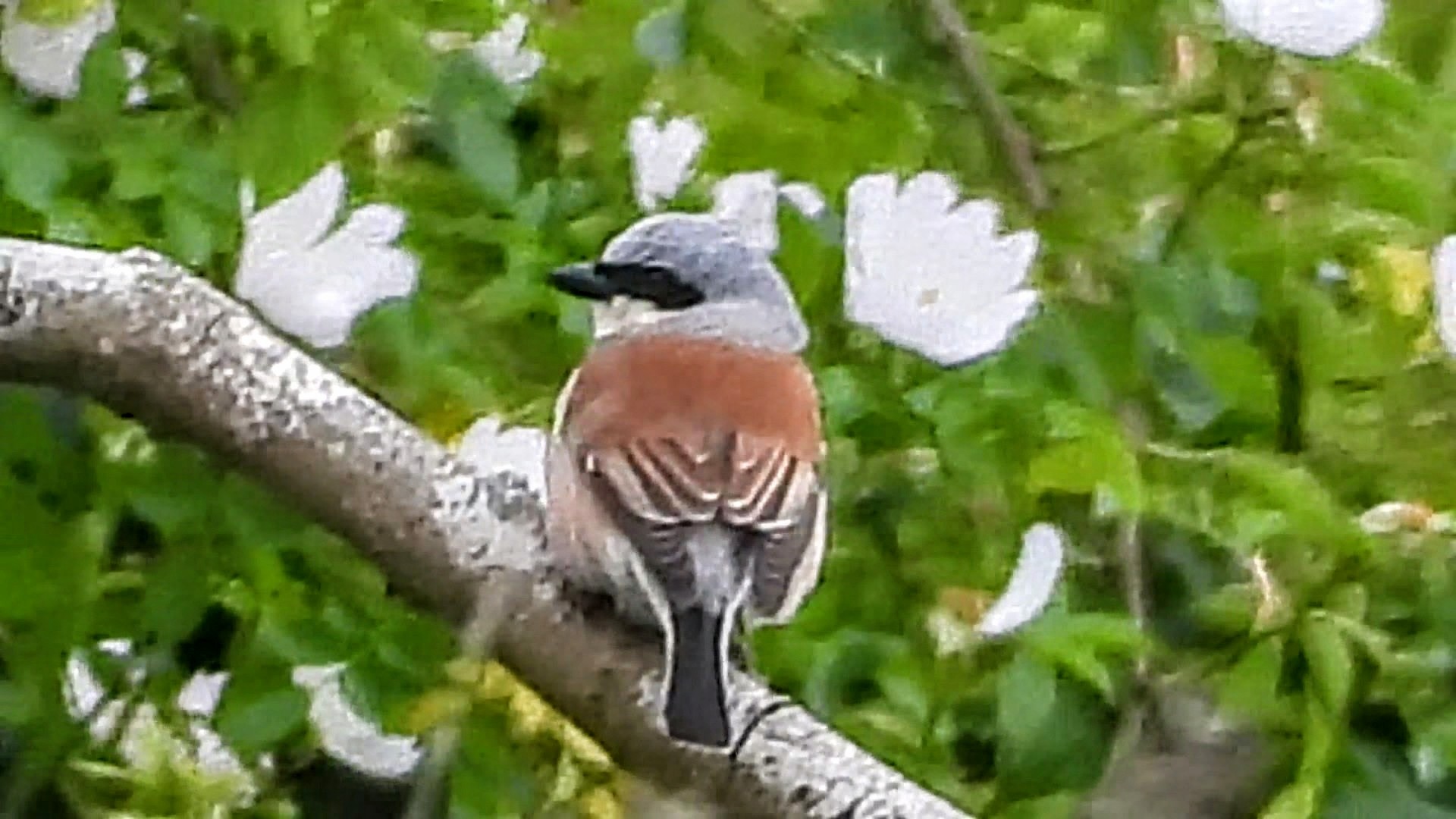 Red-backed Shrike