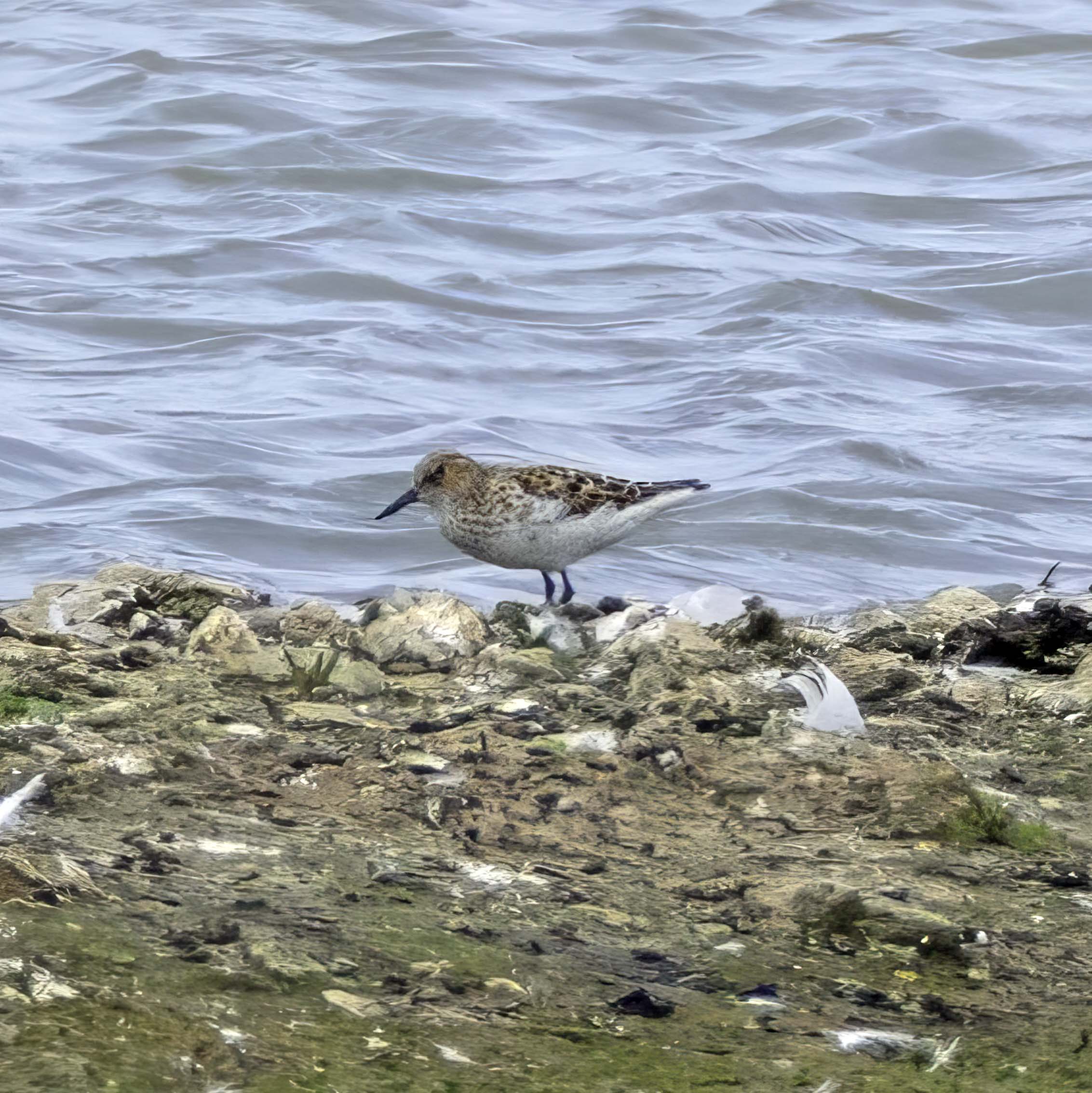 Little Stint