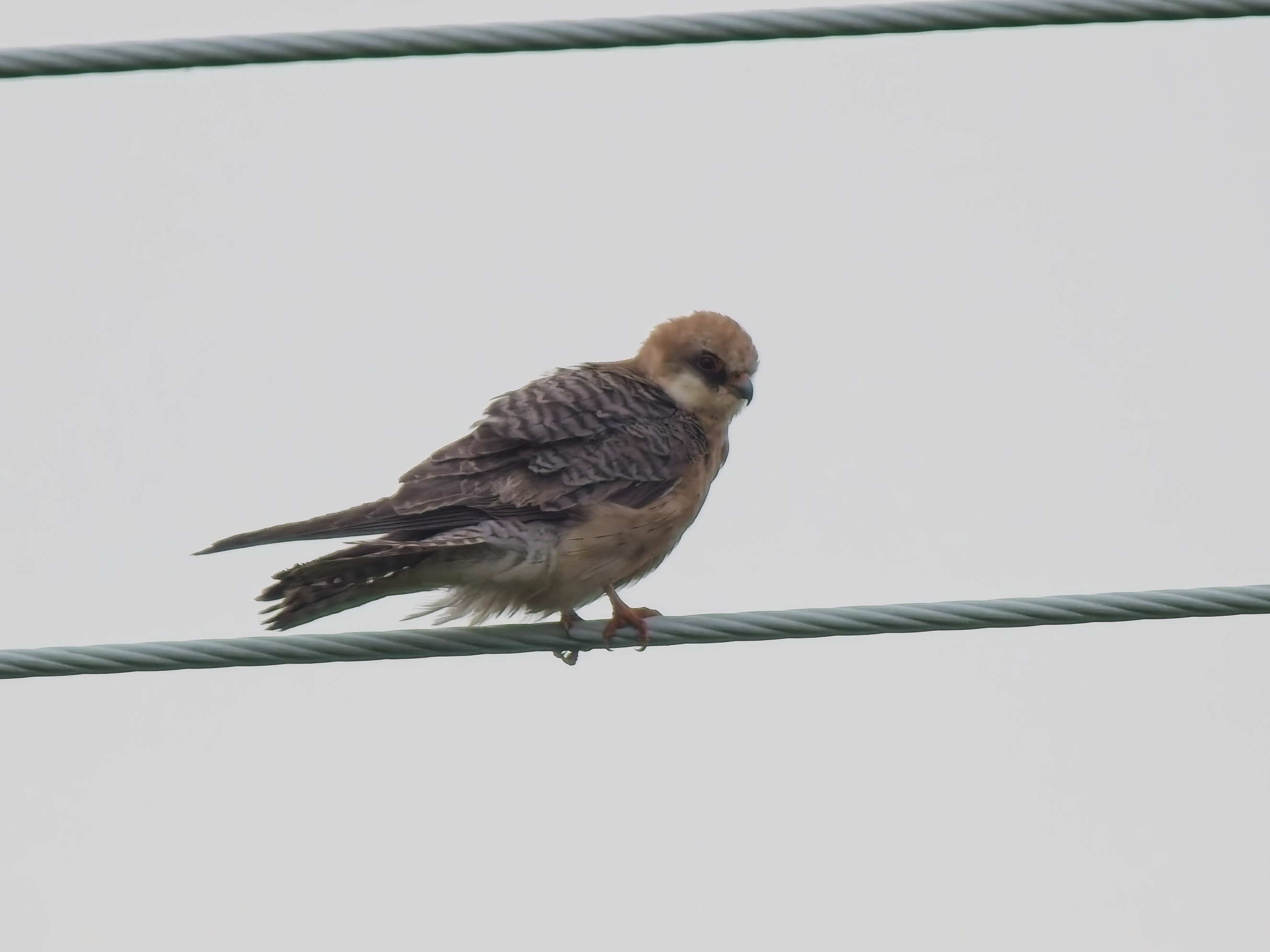 Red-footed Falcon