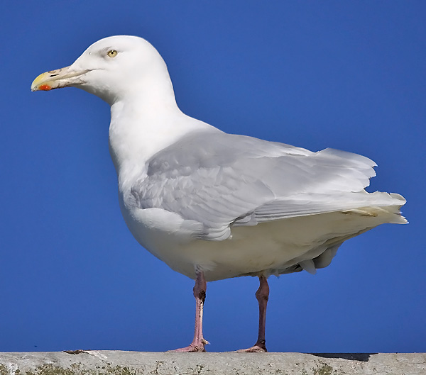 Glaucous Gull