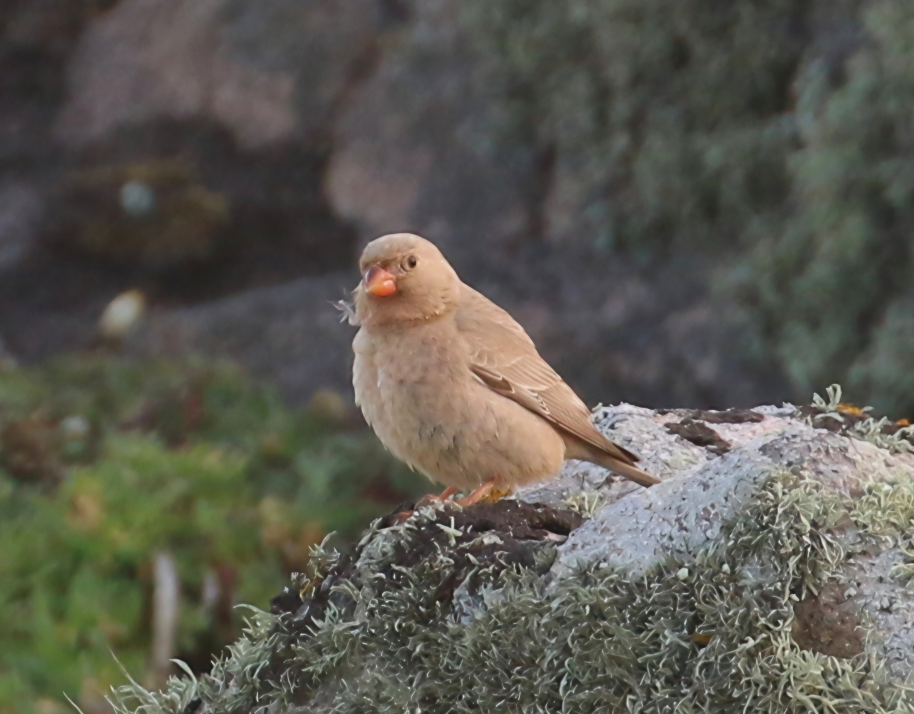 Trumpeter Finch