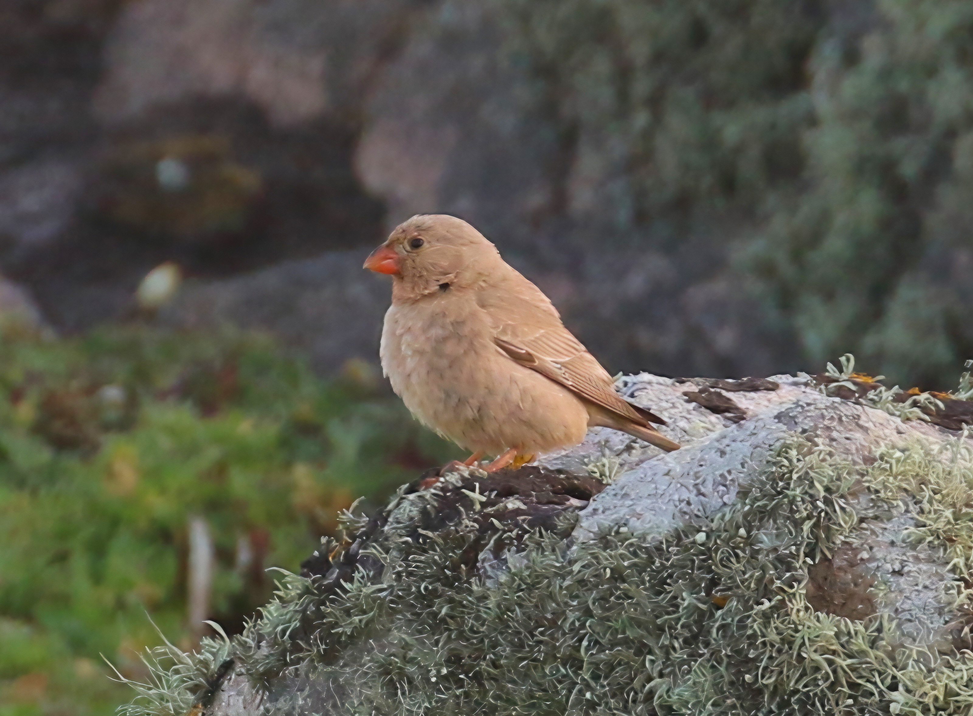 Trumpeter Finch