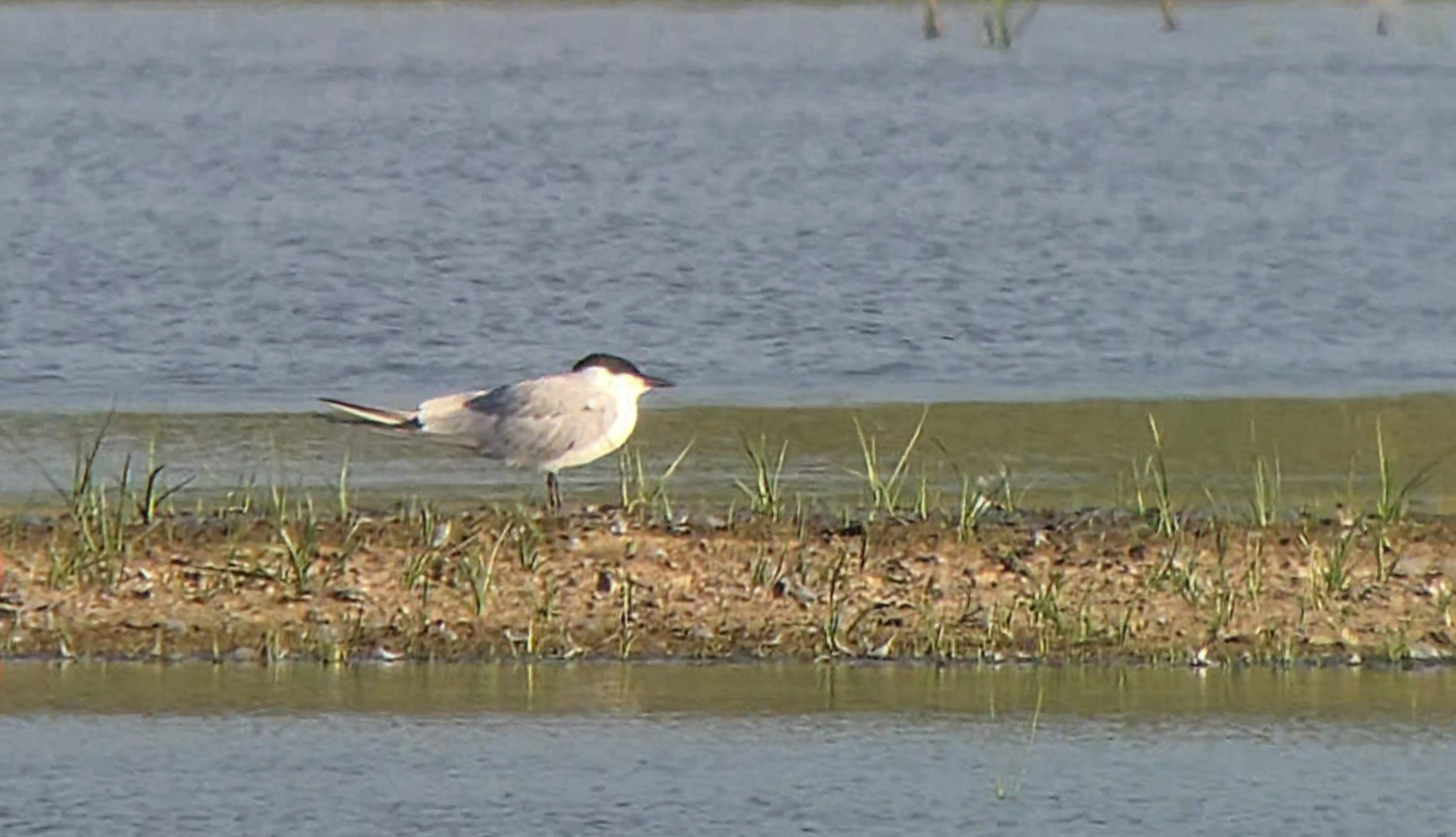 Gull-billed Tern