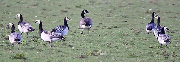 Lesser Canada Goose