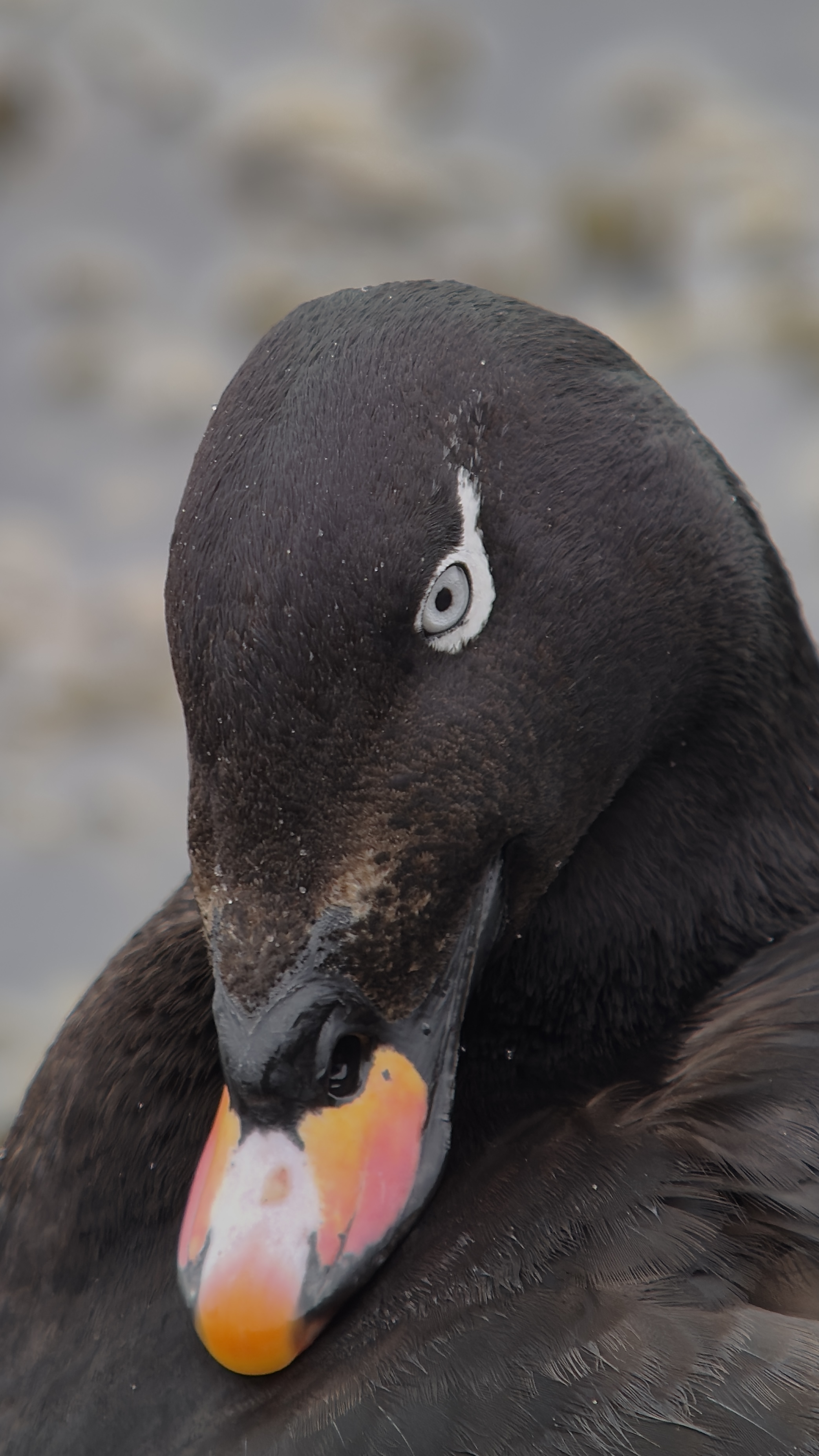 White-winged Scoter