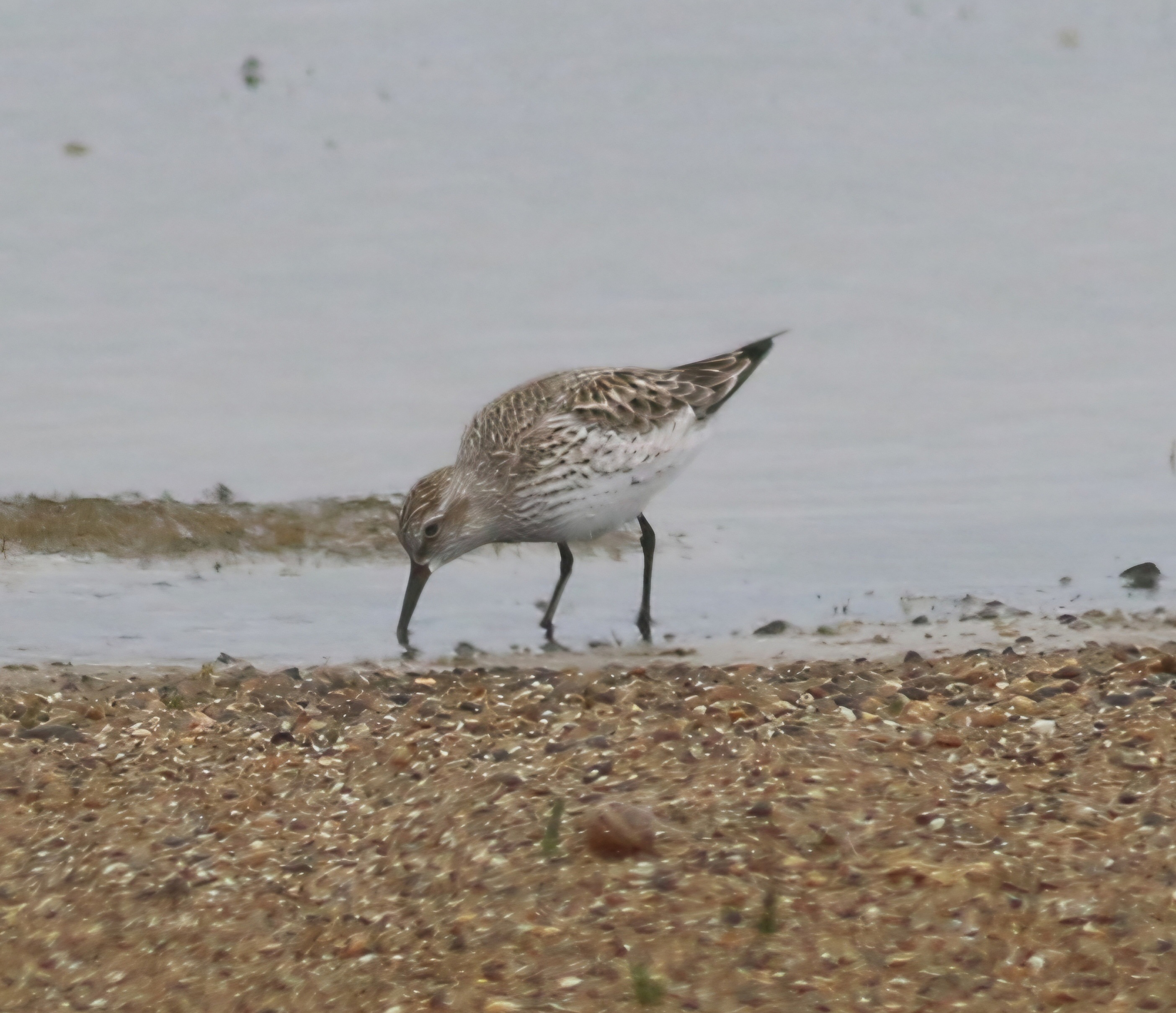 White-rumped Sandpiper