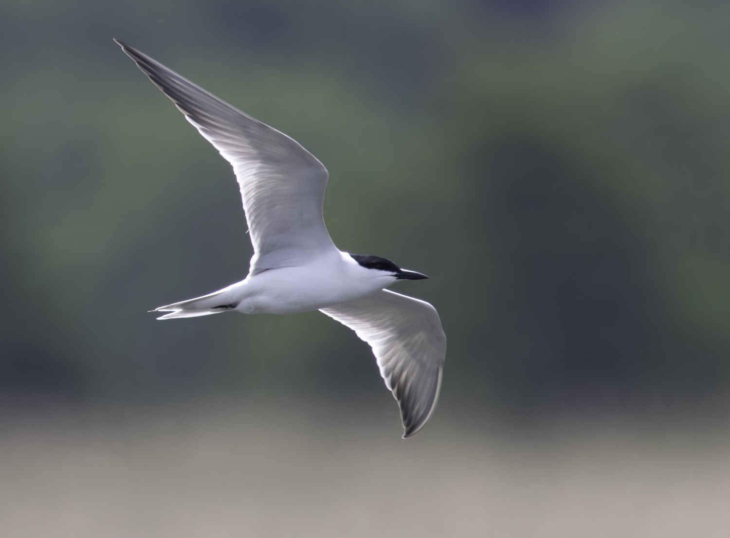 Gull-billed Tern