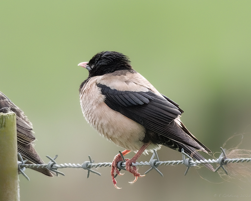 Rose-coloured Starling