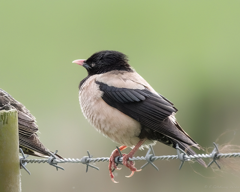 Rose-coloured Starling