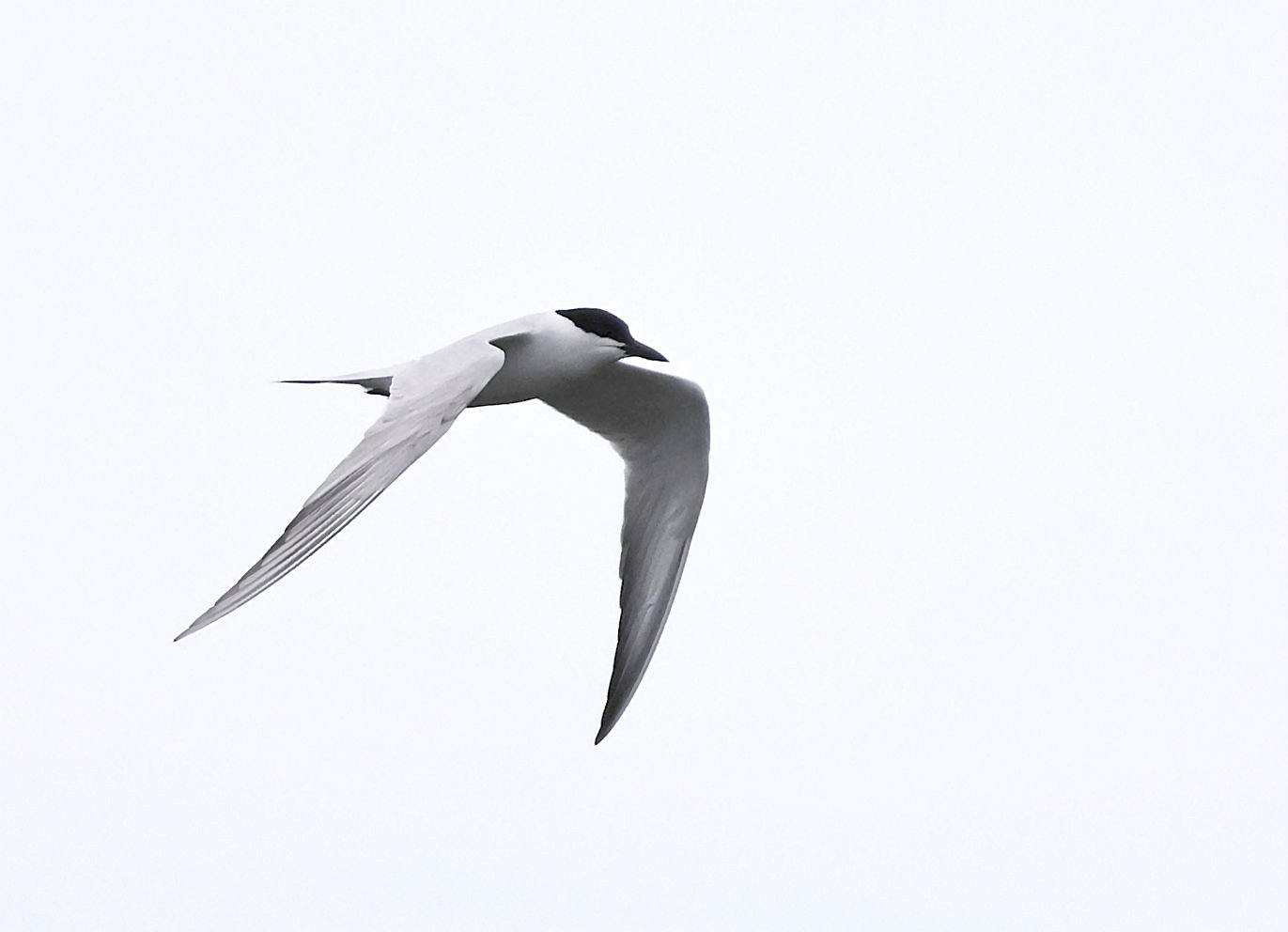 Gull-billed Tern
