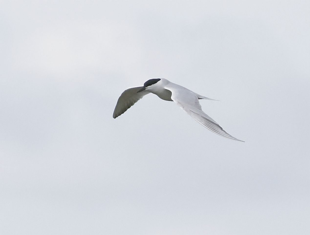 Gull-billed Tern