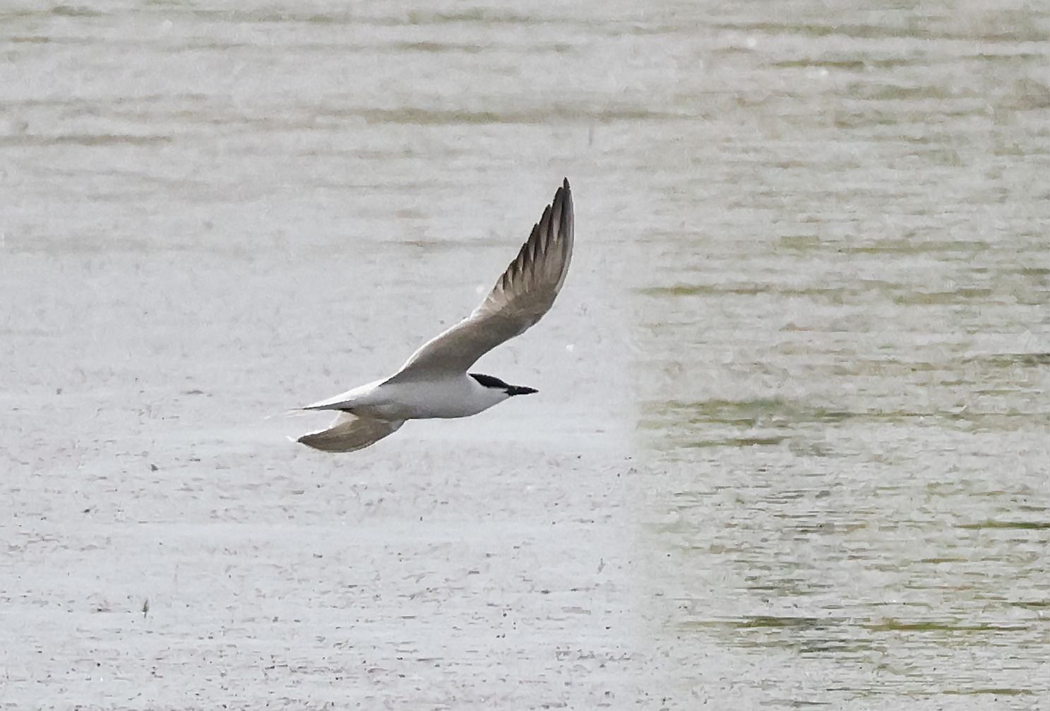 Gull-billed Tern