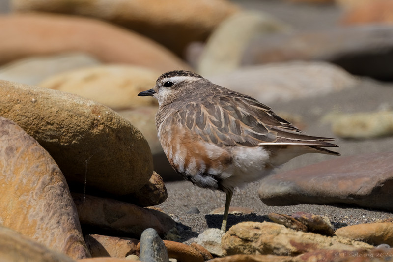 Dotterel