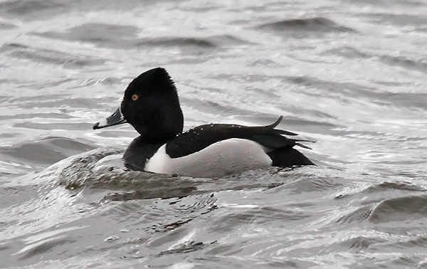 Ring-necked Duck