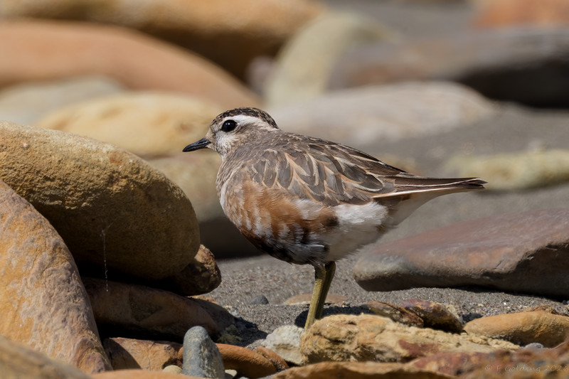 Dotterel