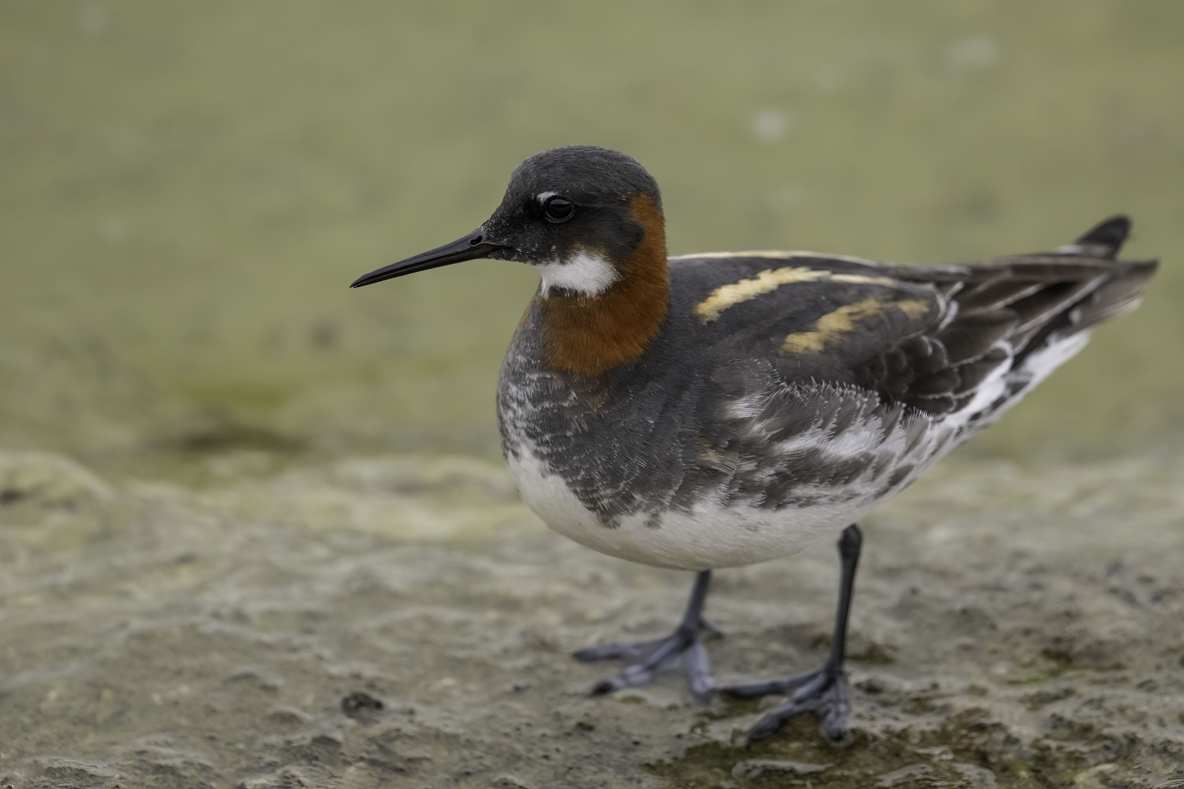 Red-necked Phalarope