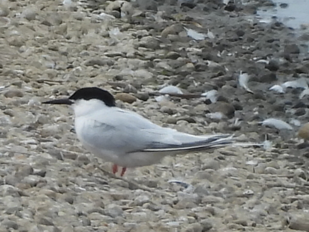 Roseate Tern