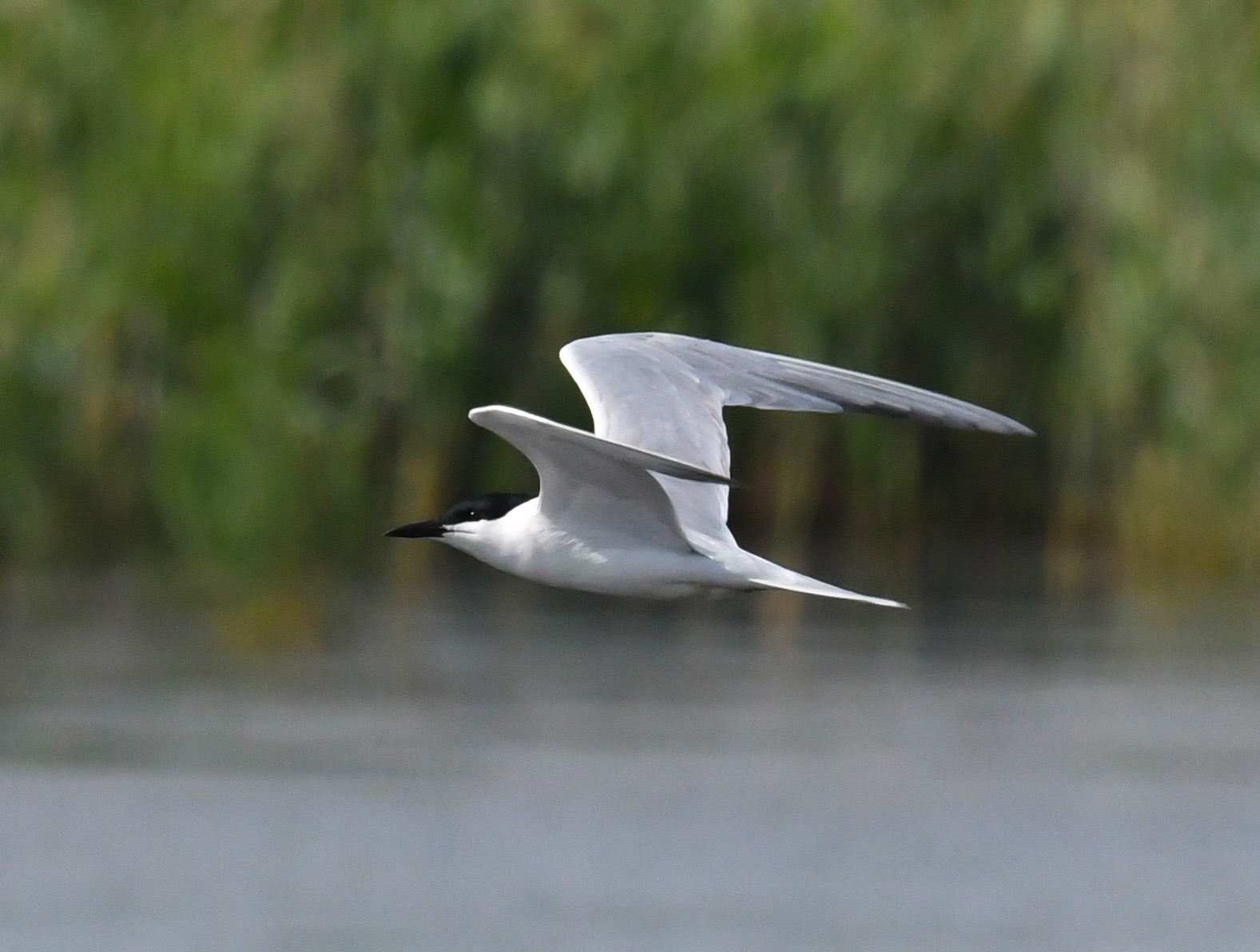 Gull-billed Tern