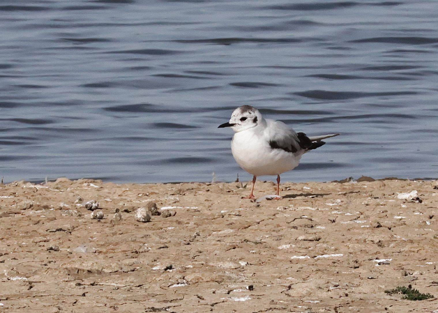 Little Gull