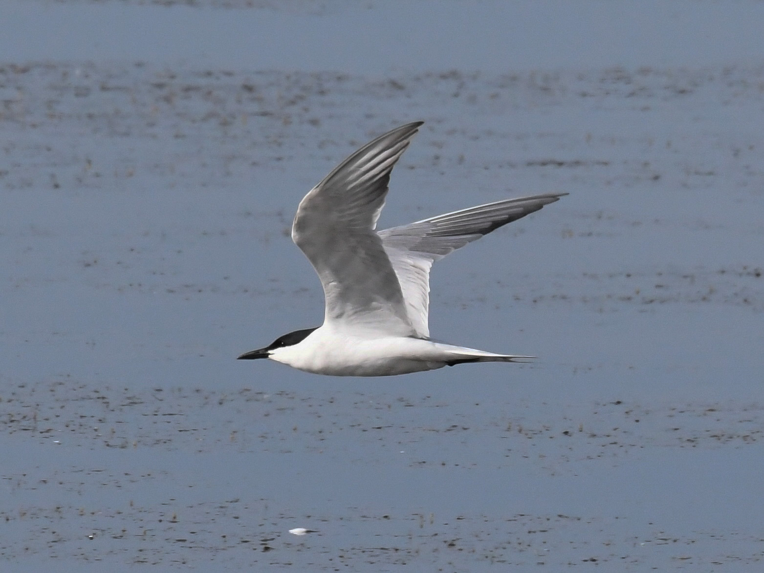 Gull-billed Tern