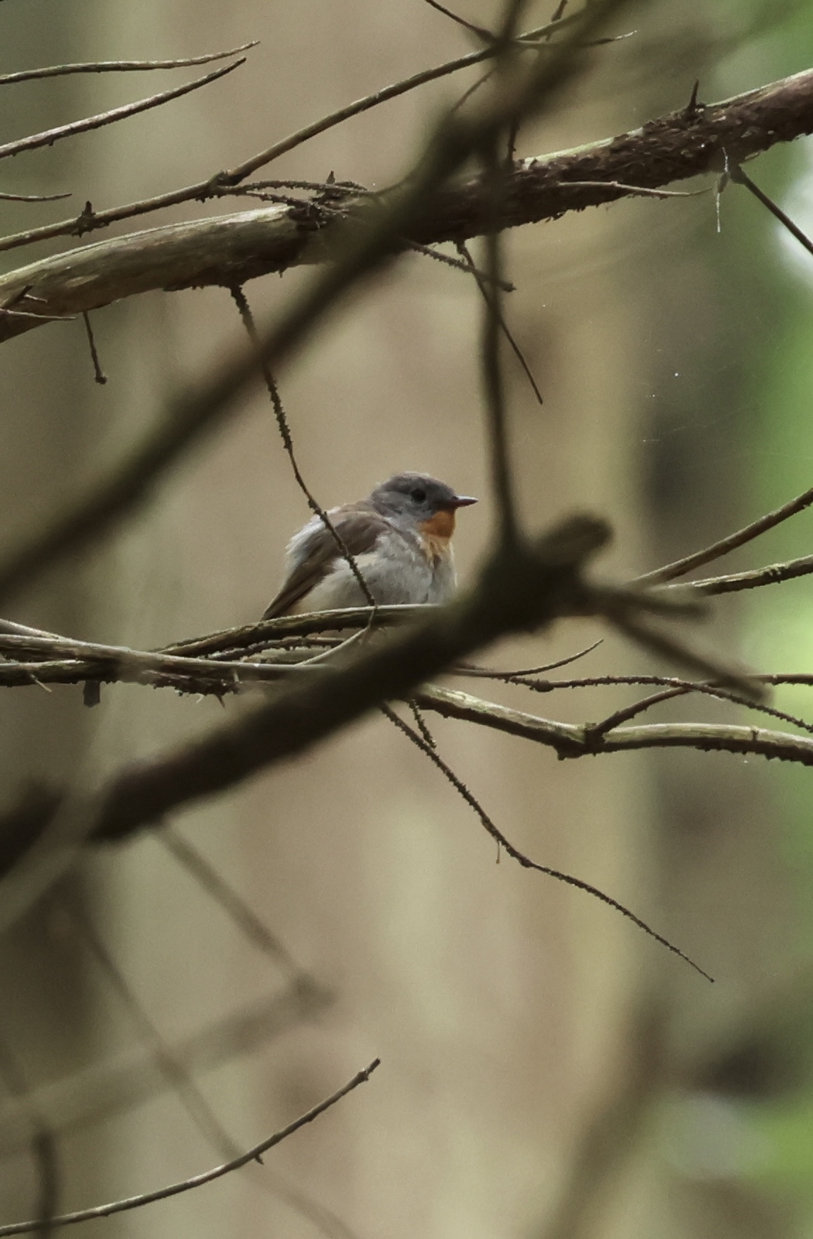 Red-breasted Flycatcher