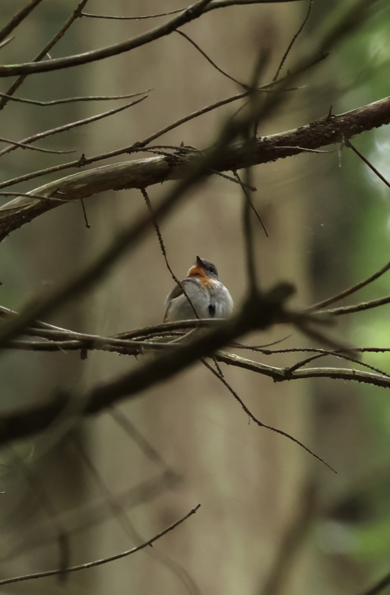 Red-breasted Flycatcher