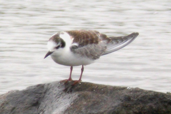 White-winged Black Tern