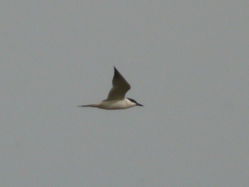Gull-billed Tern