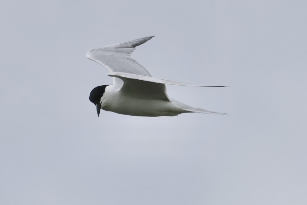 Gull-billed Tern
