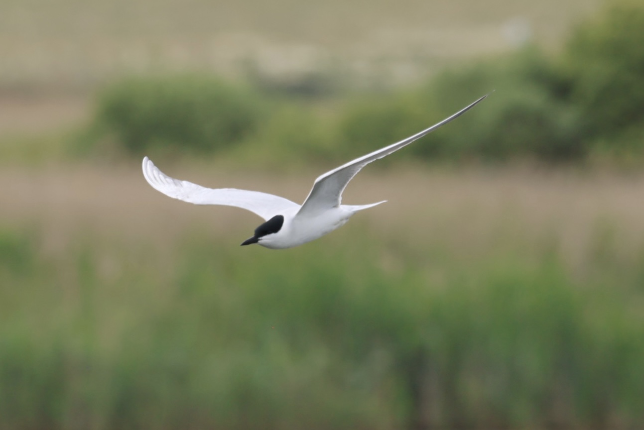Gull-billed Tern