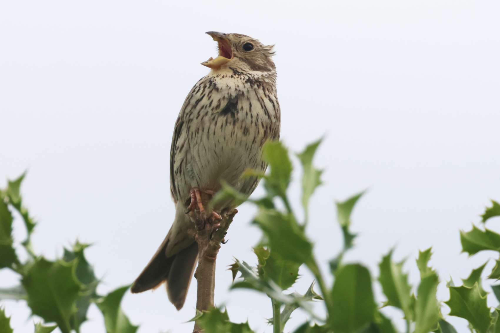 Corn Bunting