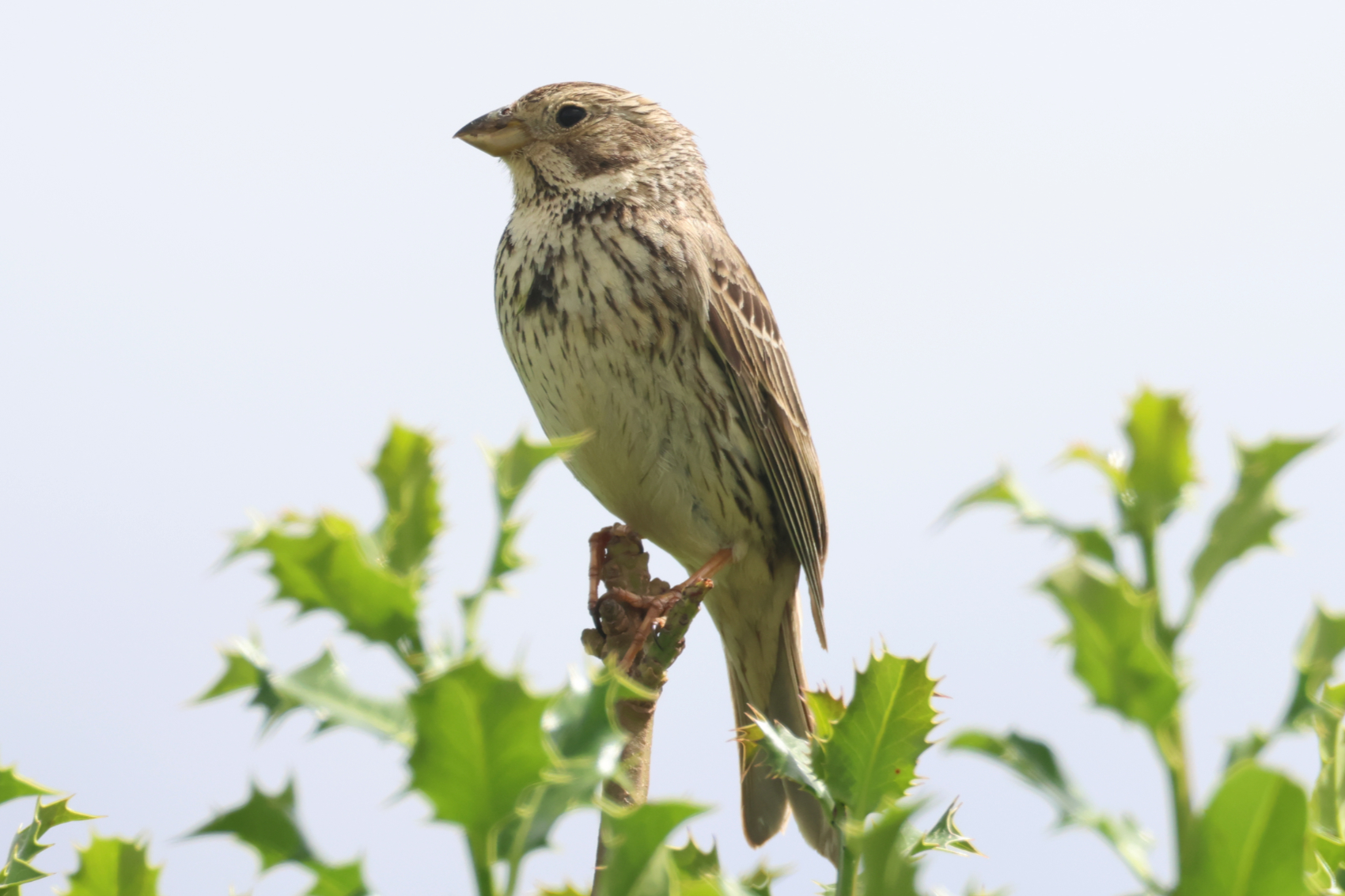 Corn Bunting