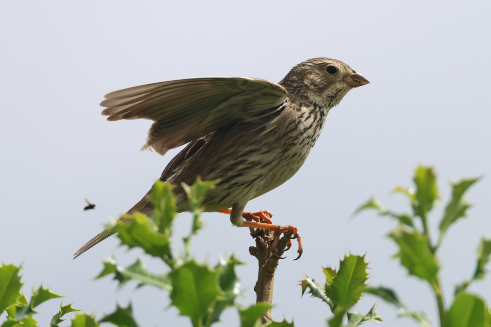 Corn Bunting
