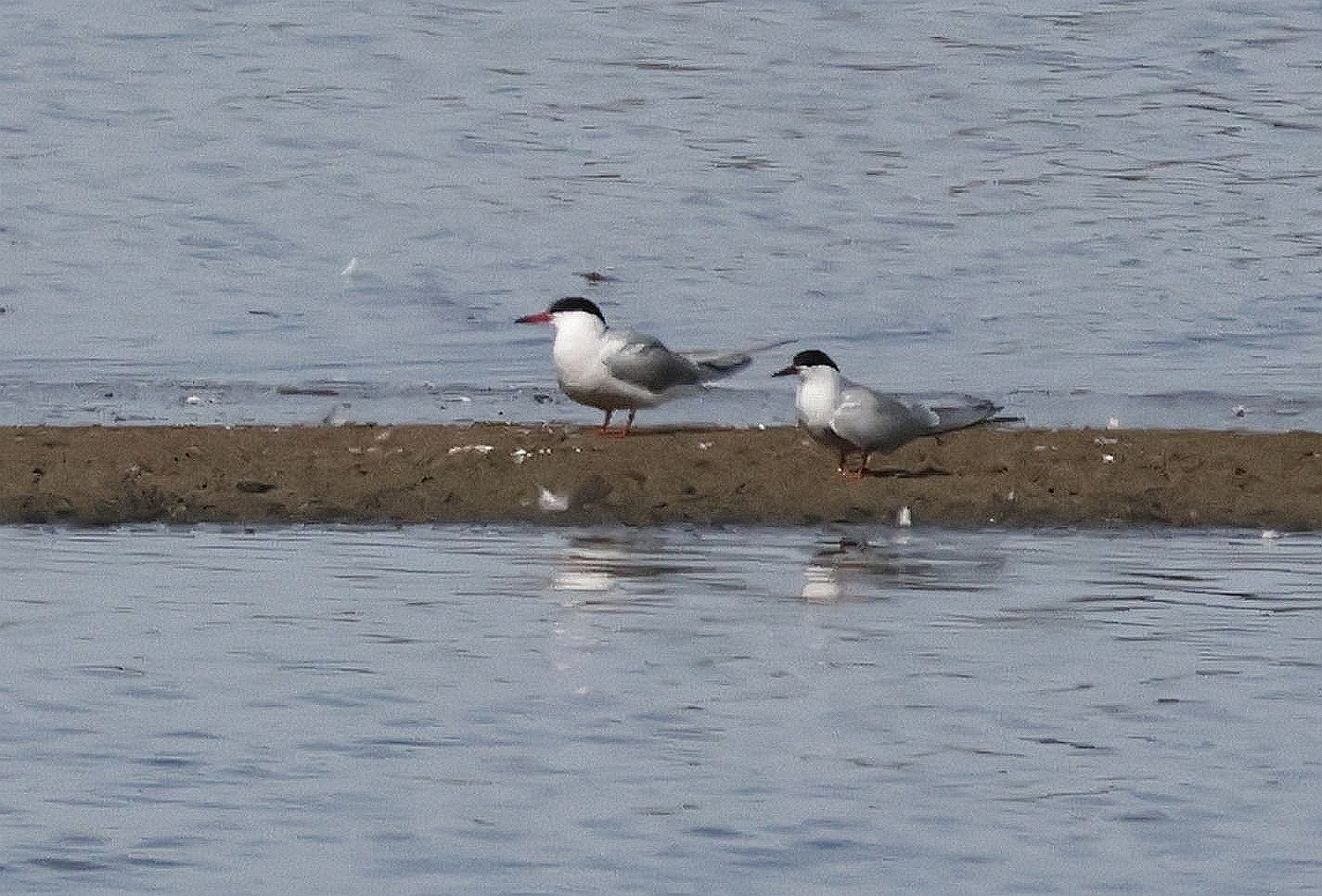 Roseate Tern