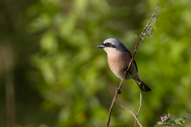 Red-backed Shrike