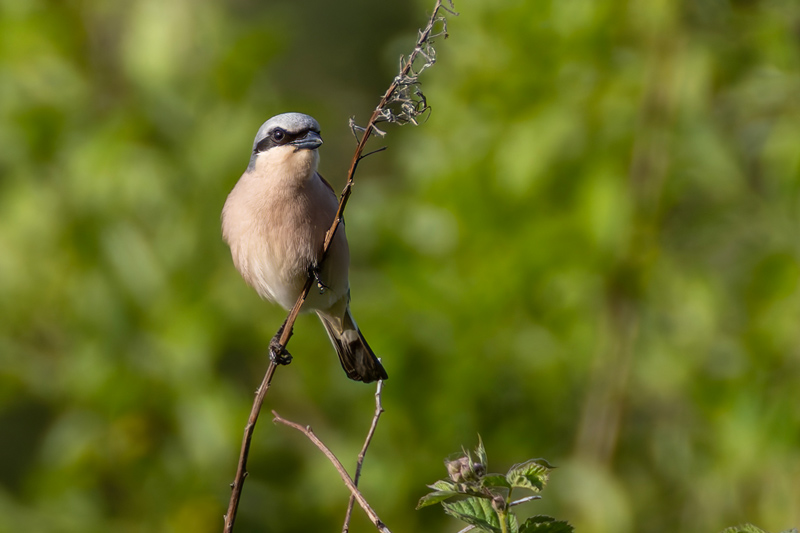Red-backed Shrike