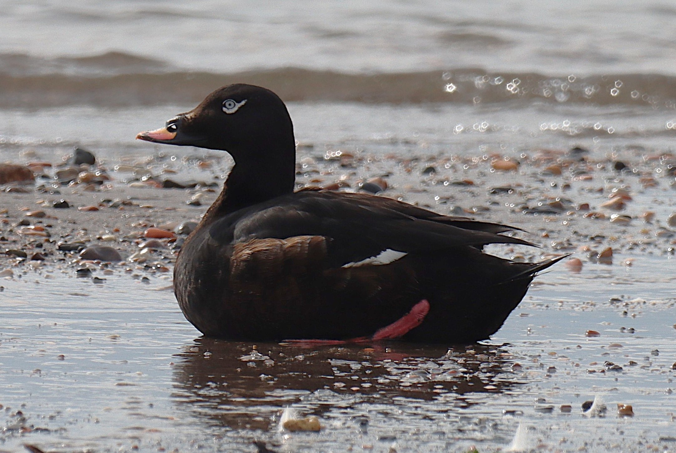 White-winged Scoter