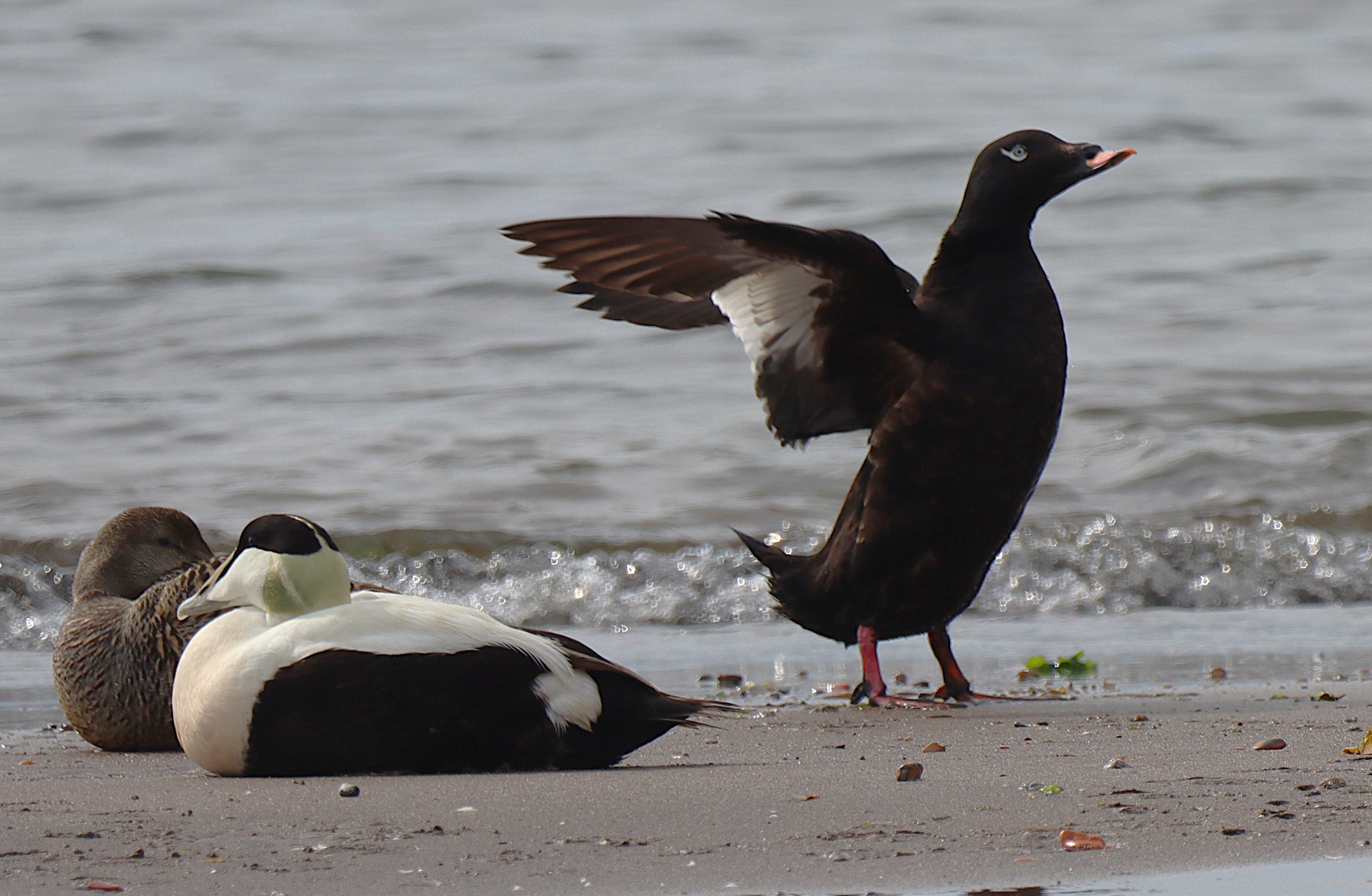 White-winged Scoter