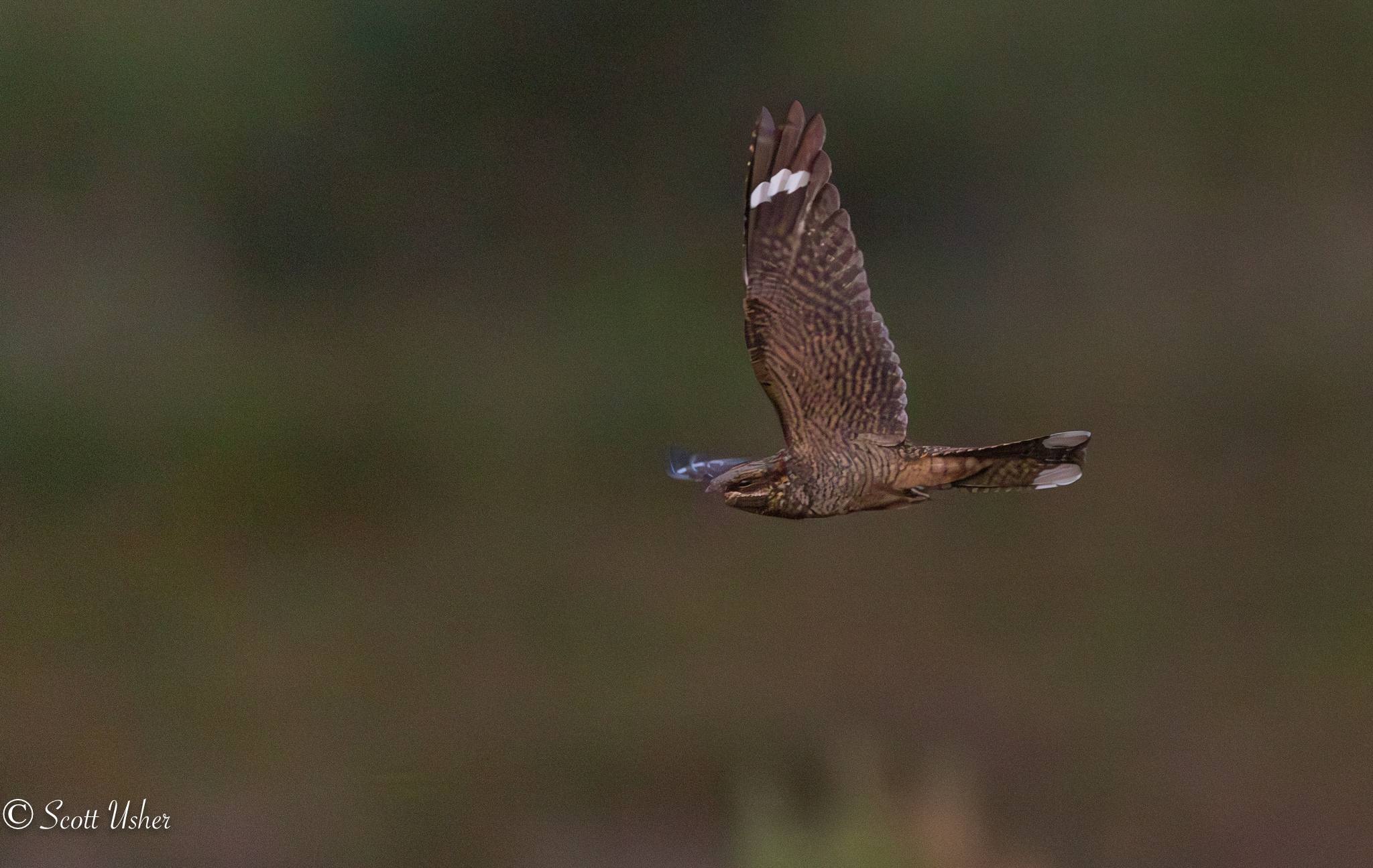 Nightjar