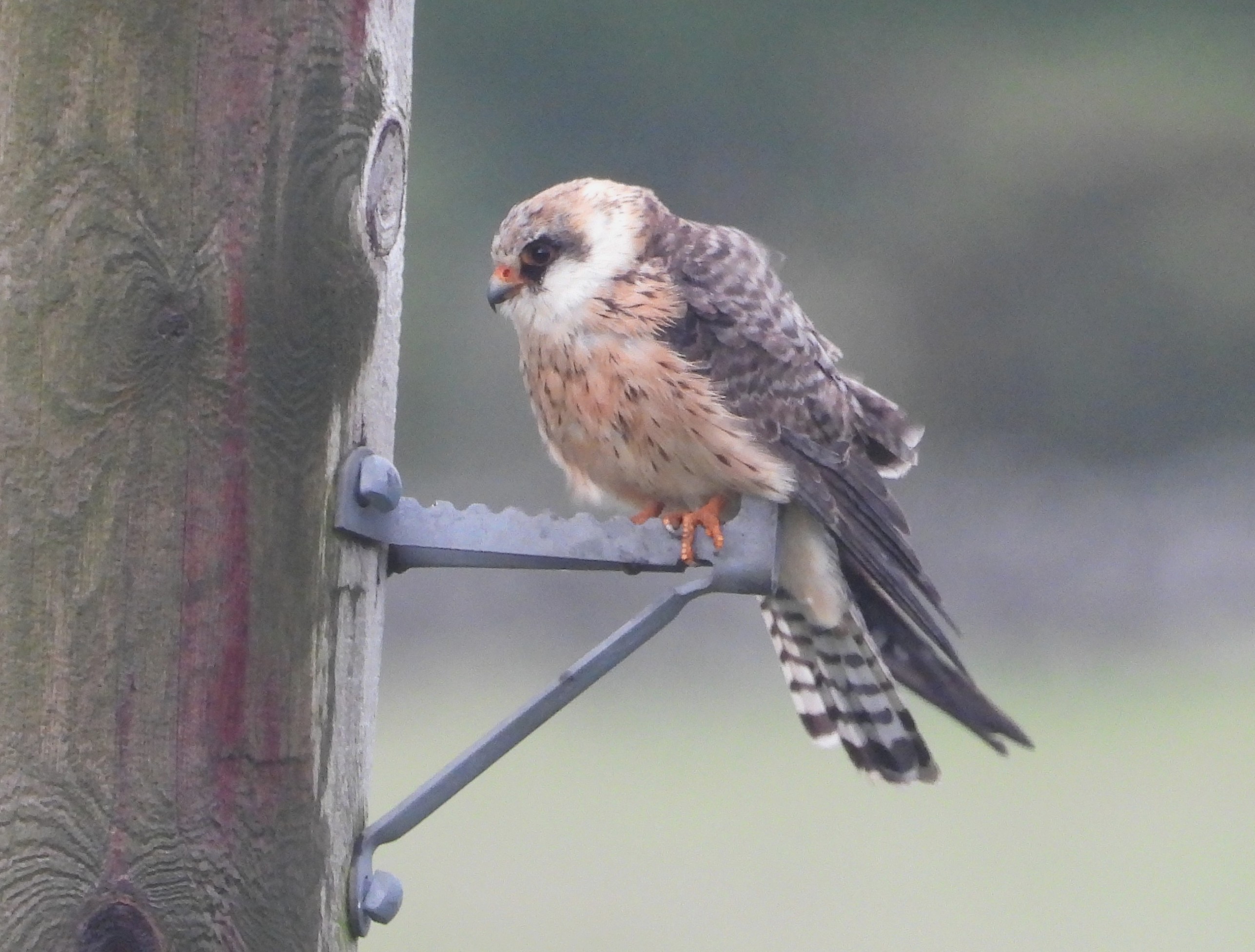 Red-footed Falcon