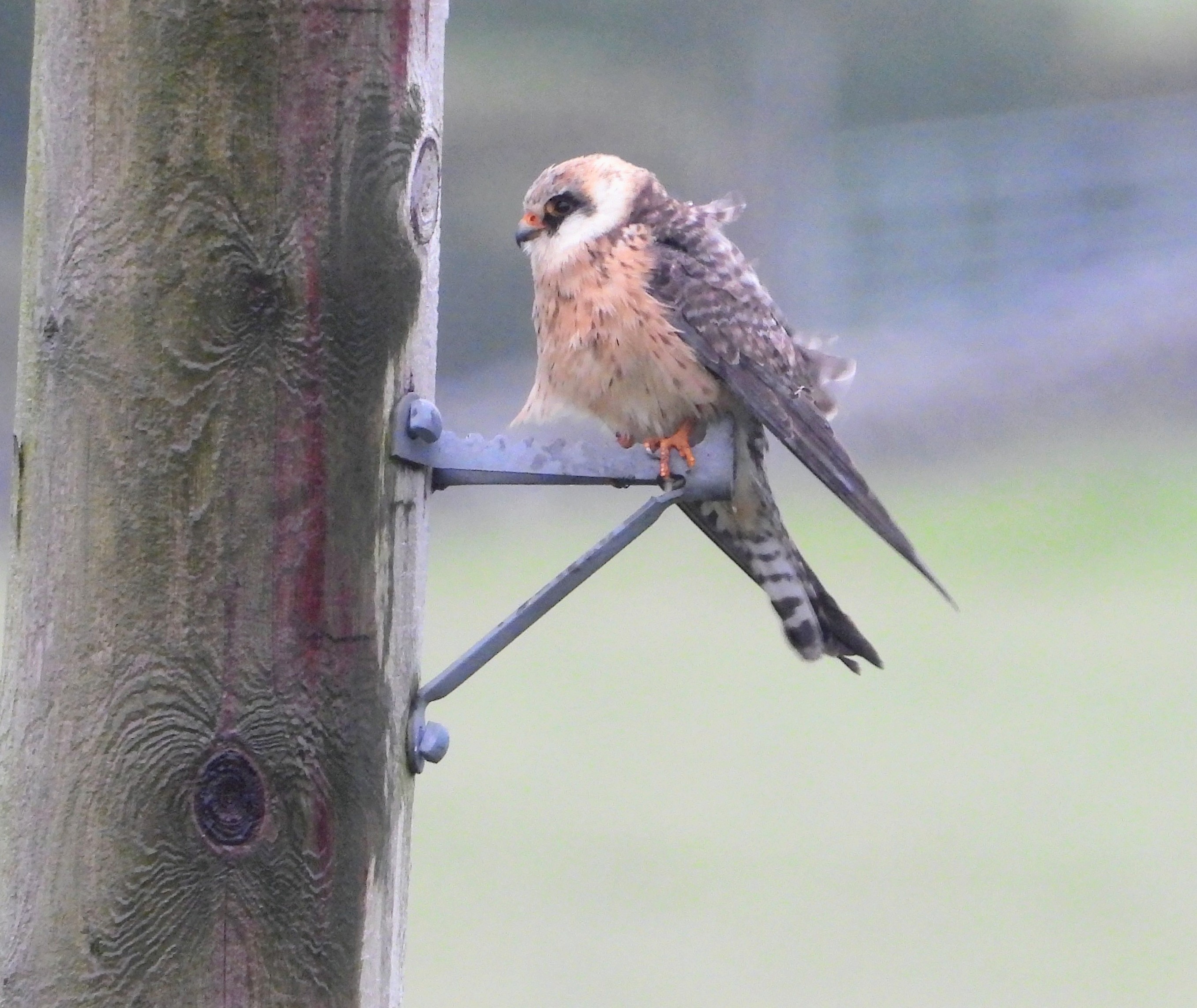 Red-footed Falcon