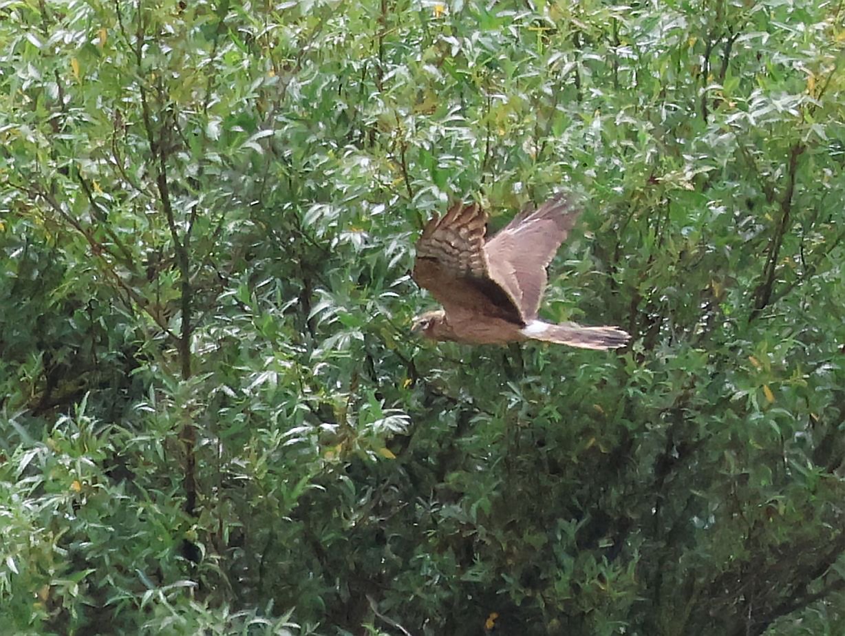Montagu's Harrier