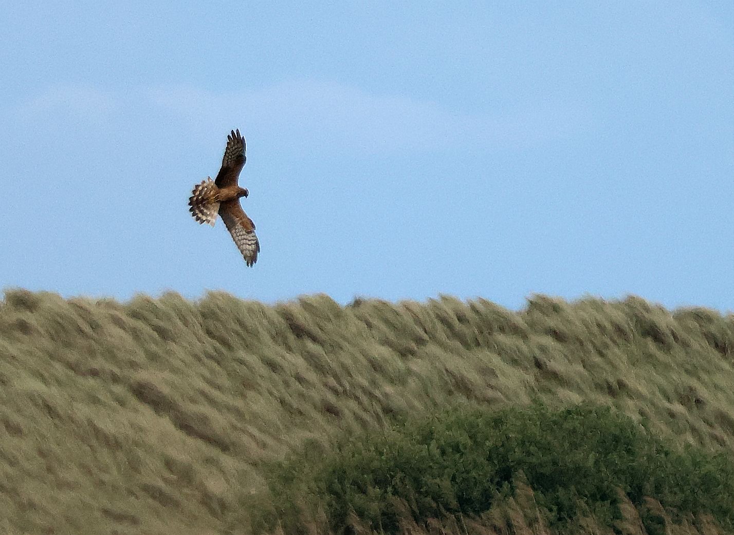 Montagu's Harrier