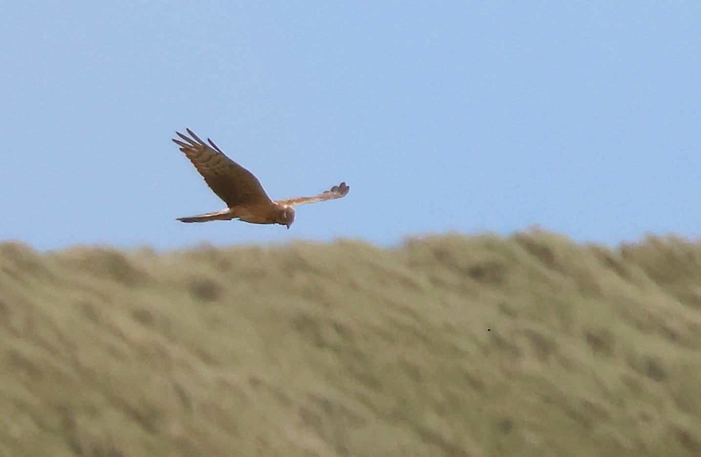 Montagu's Harrier