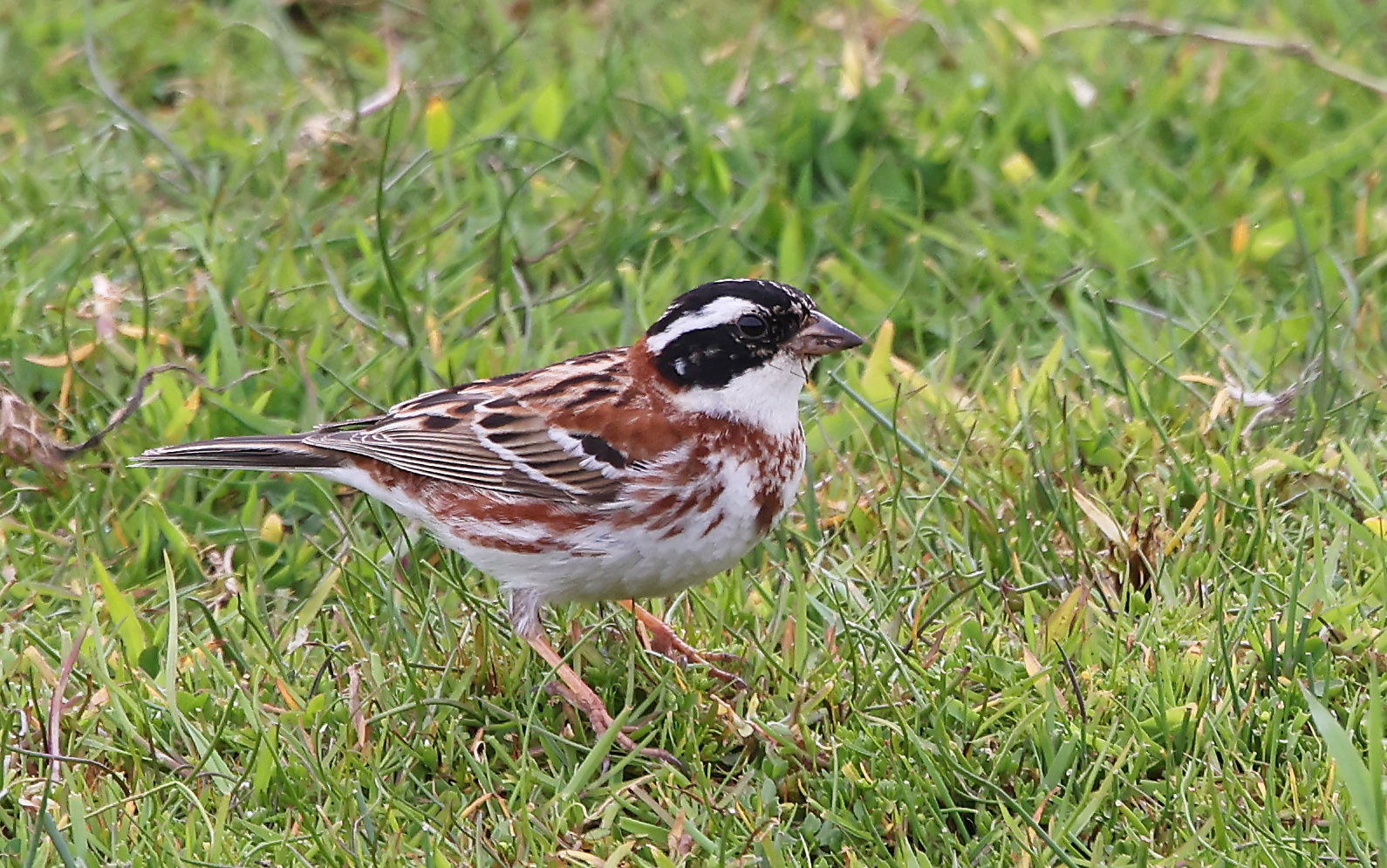 Rustic Bunting