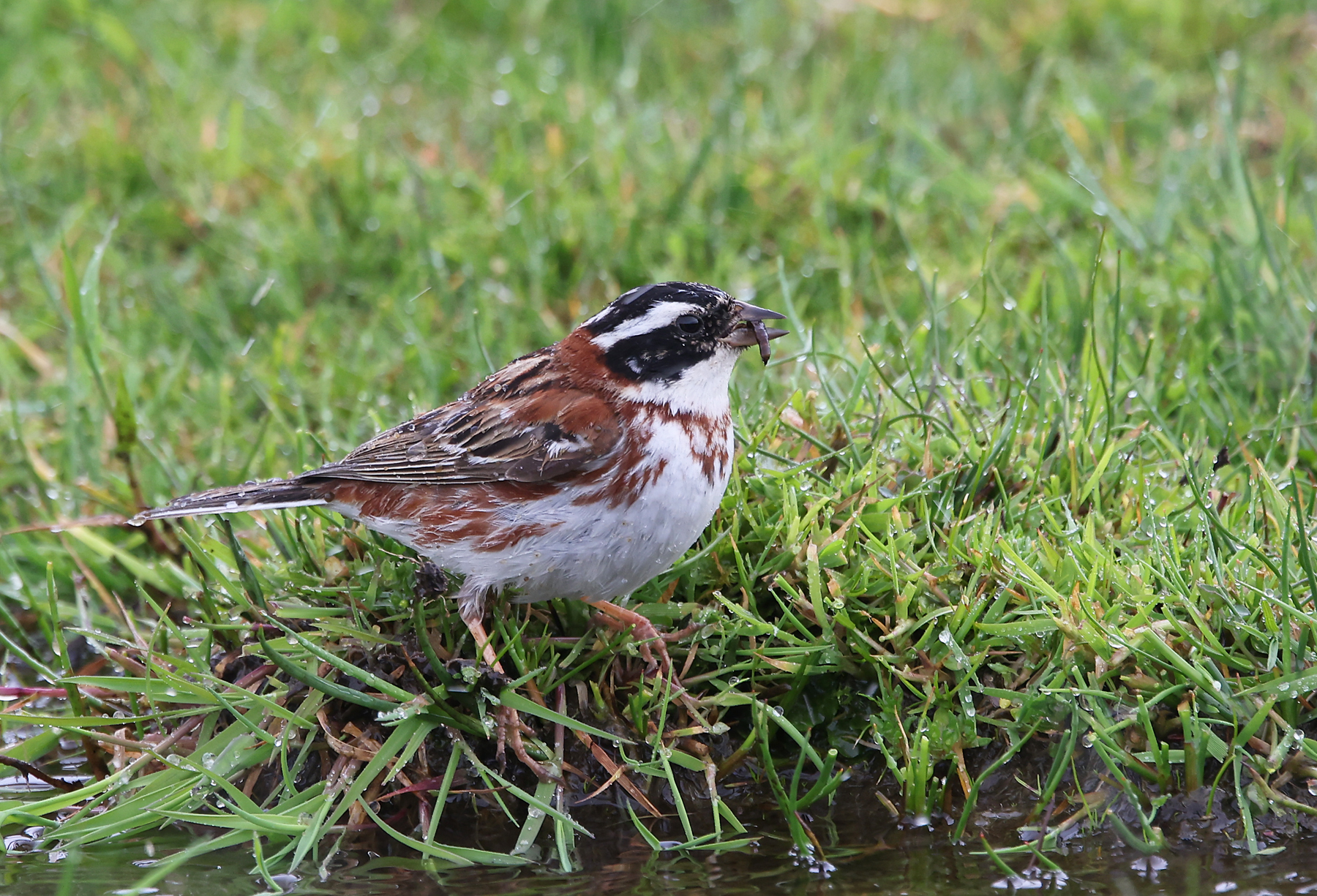 Rustic Bunting